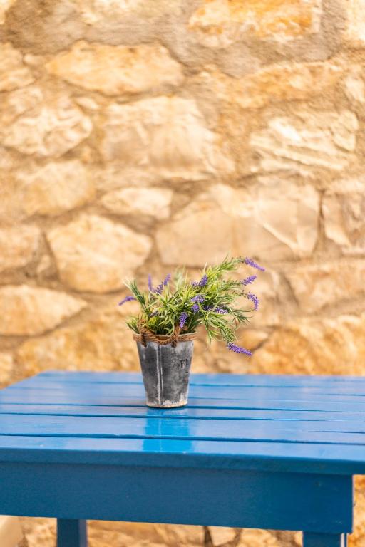 a potted plant sitting on top of a blue table at sofia's cozy rooms in Himare