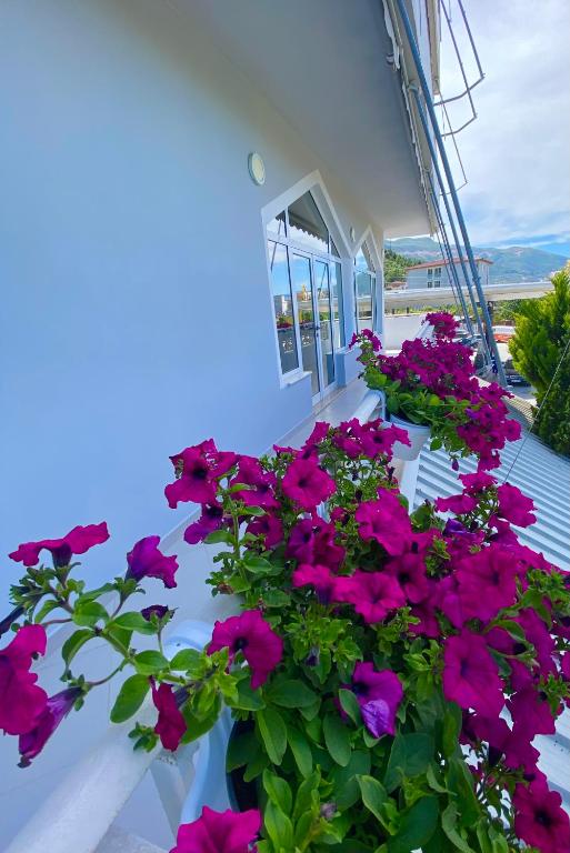 Zahrada ubytování HC Hotel & Suites