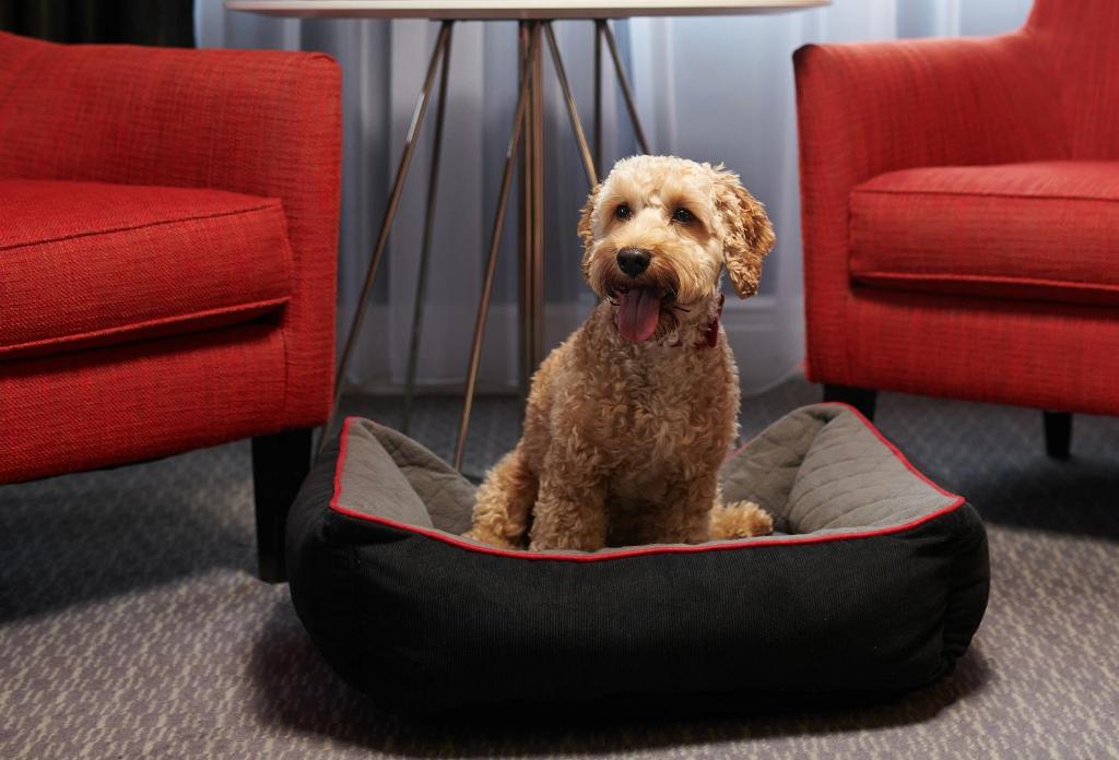 The Dilly - Resim 29