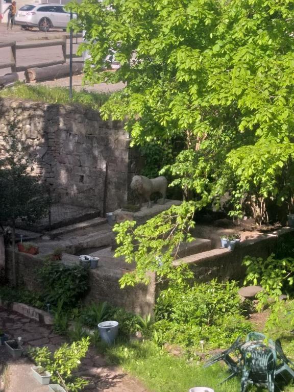 Zahrada ubytování Résidence SoAnSa du Gérardmer - Col de la Schlucht