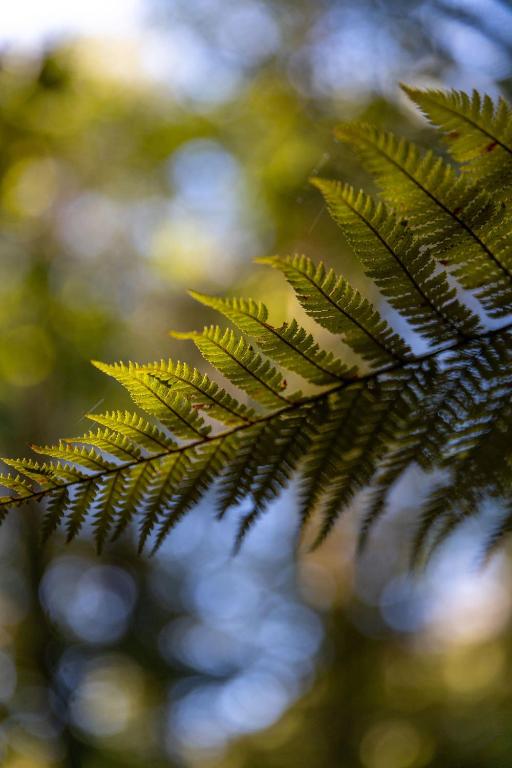 Fotografie z fotogalerie ubytování Karu ō te Kiwi v destinaci Pakawau
