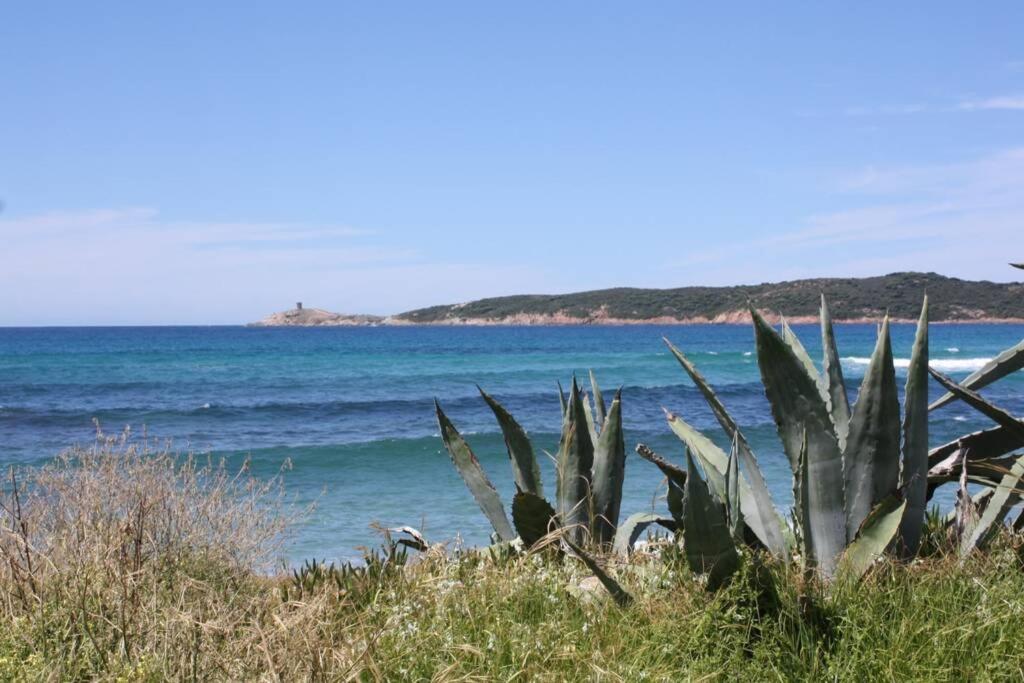 a plant on the beach with the ocean in the background at Grande maison au cadre verdoyant au centre village in Cargèse