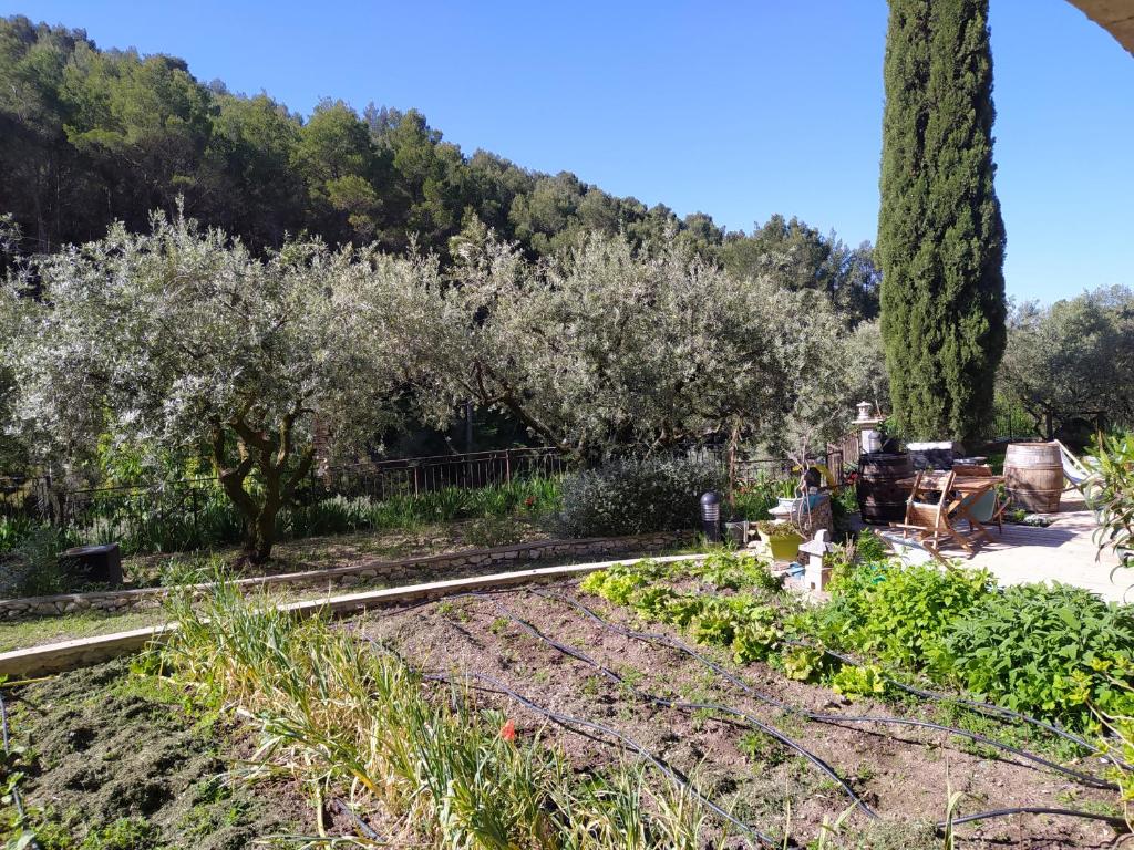 le frangipanier - Double Room With Garden View
