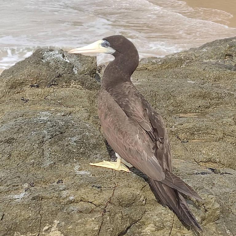 Mar Ilha Flat
