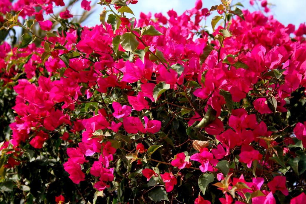 A garden outside Estudio en medina garden