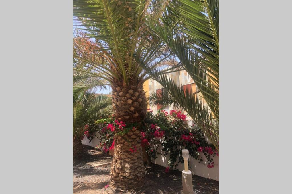 Vonkajšia záhrada v ubytovaní Apartamento SUMMER Complex Amaya Fuerteventura
