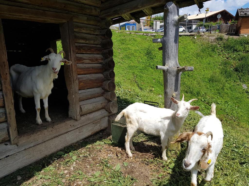 Zvířata v hotelu nebo okolí