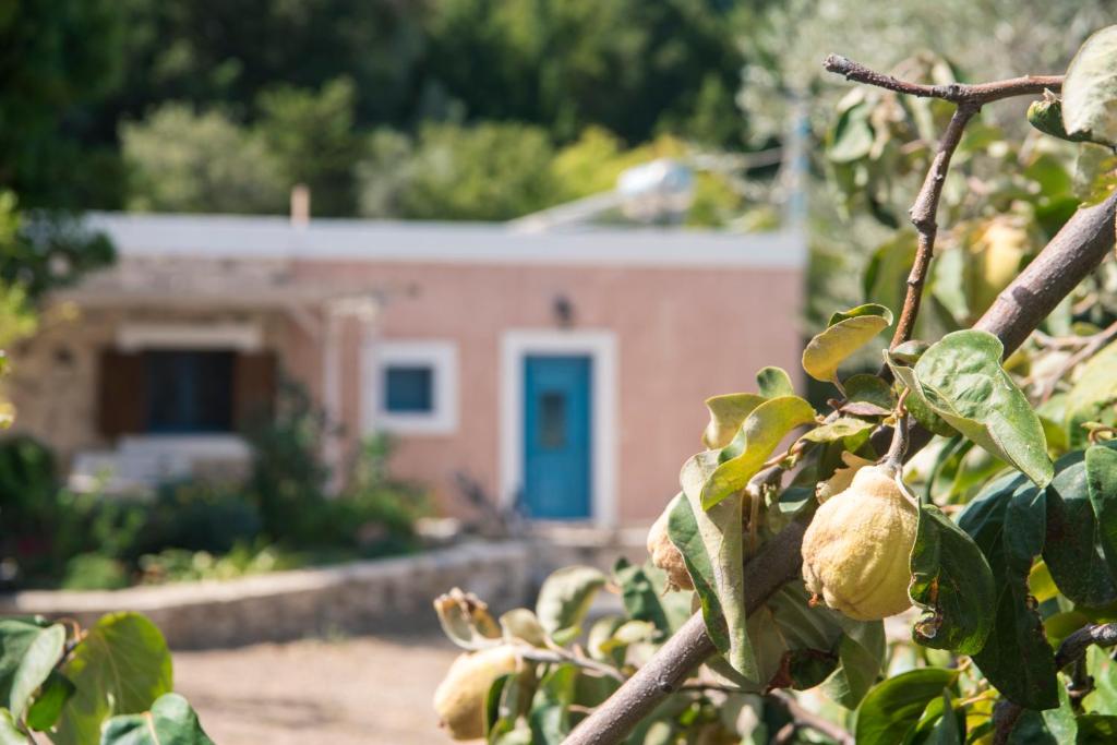 Chaihoutes stone House into Olive farm in Zia - Villa Avec Vue Sur La Mer