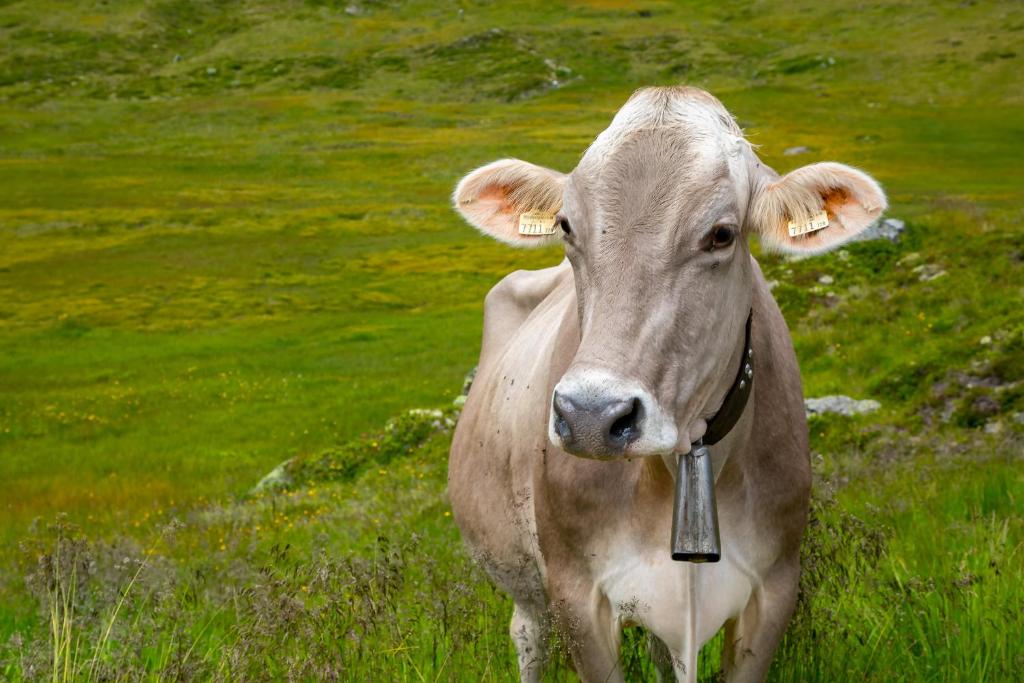 Fotografia z galérie ubytovania Kashütte Hochzillertal v destinácii Kaltenbach