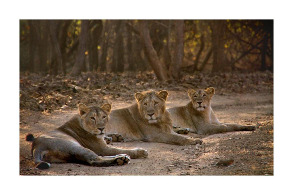Altri animali domestici presso il lodge o nei dintorni