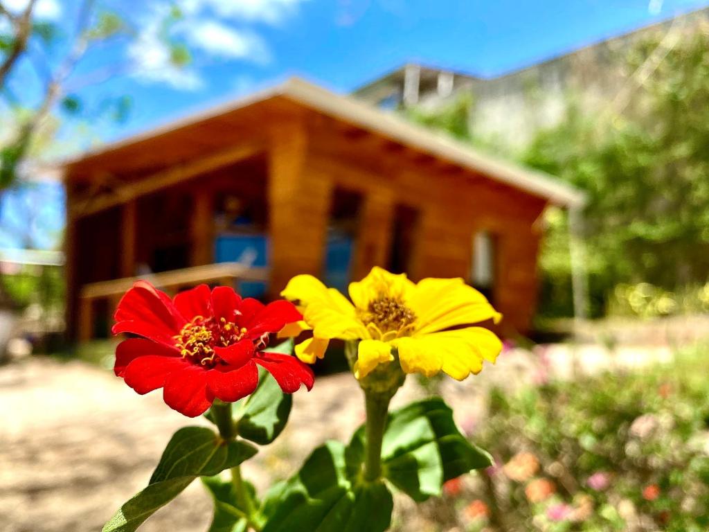 a group of flowers in front of a house at Hoja Azul in Hojancha