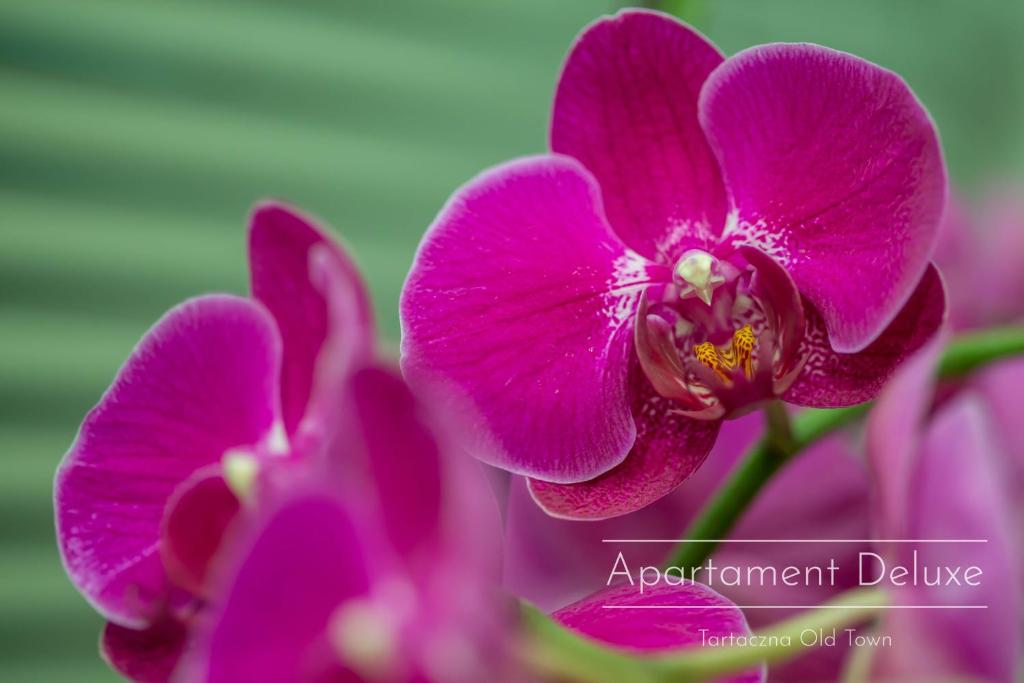 Tartaczna Old Town - 12