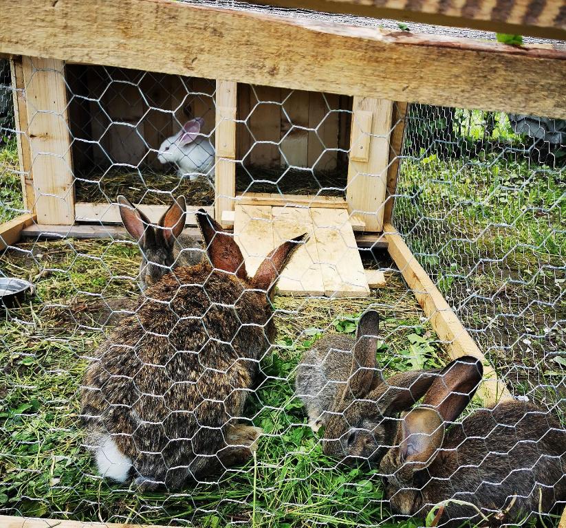 a couple of rabbits laying in a cage at Casa Petran in Breb