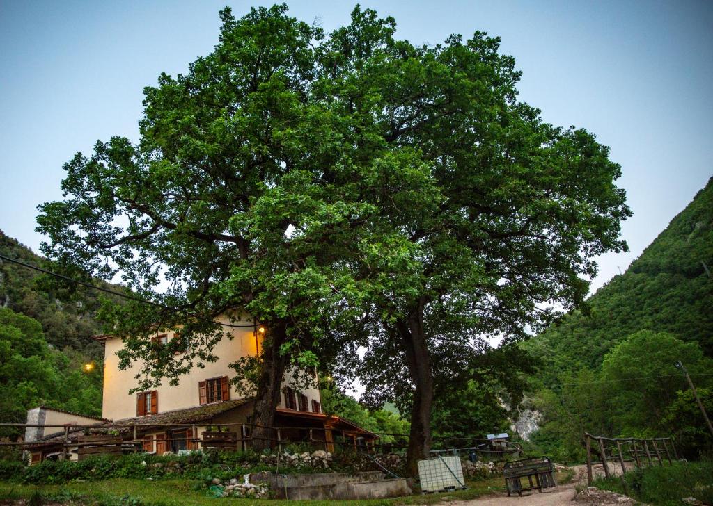 un grande albero di fronte a una casa di Agriturismo le due querce a Cerreto di Spoleto