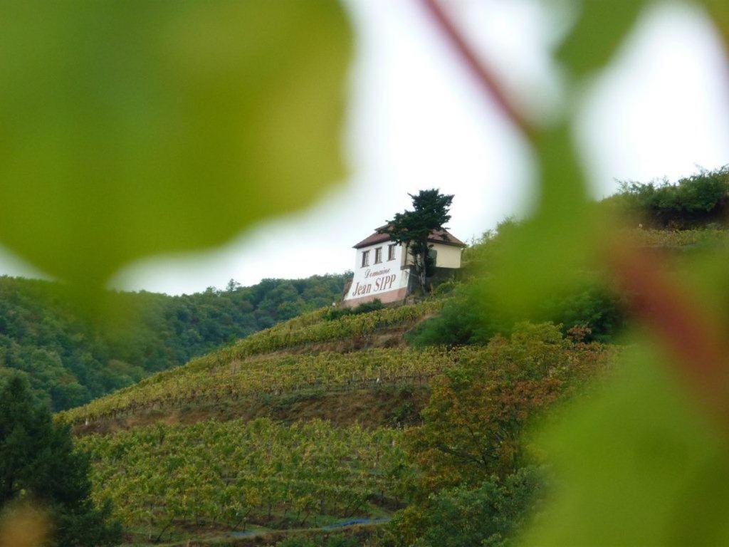 Domaine Jean Sipp – photo 14