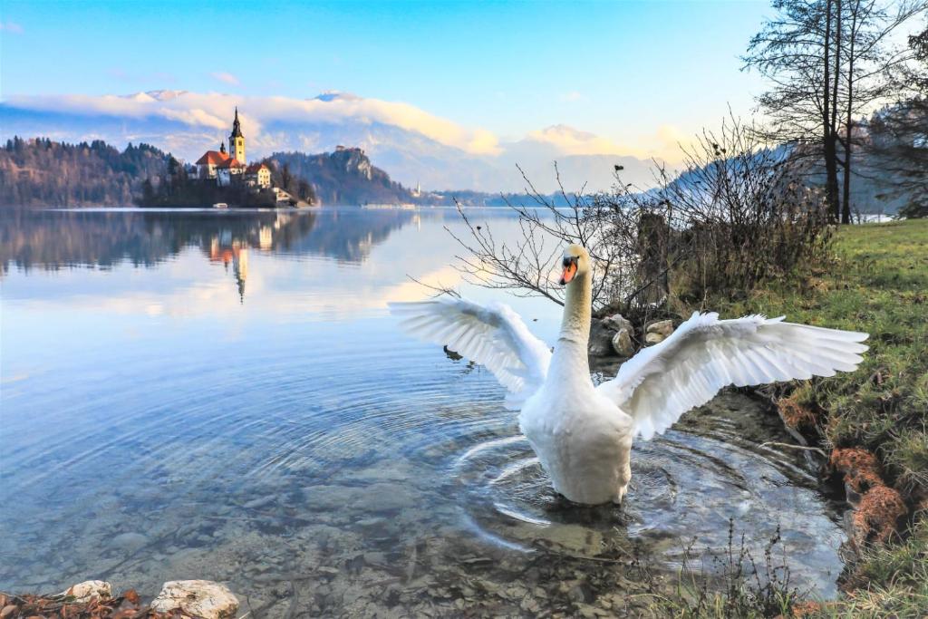 a swan standing in the water with its wings out at Two Angels in Bled
