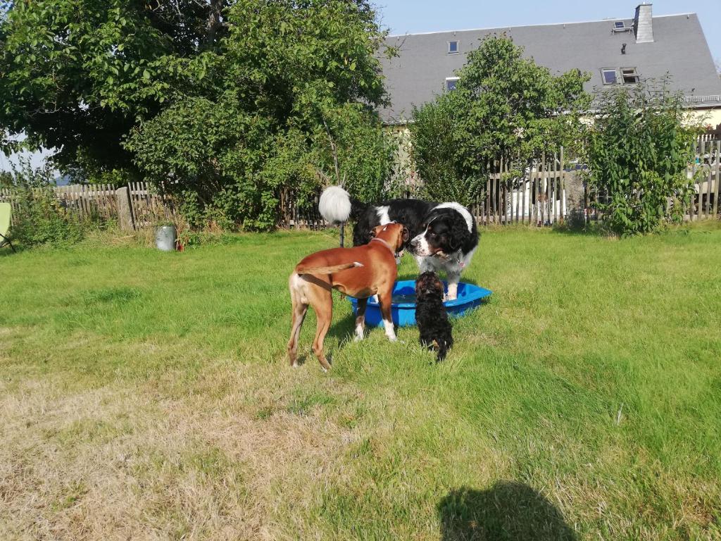 RathmannsdorfにあるUrlaub mit Hund - Ferienhof Höhensonneの庭で遊ぶ犬2匹