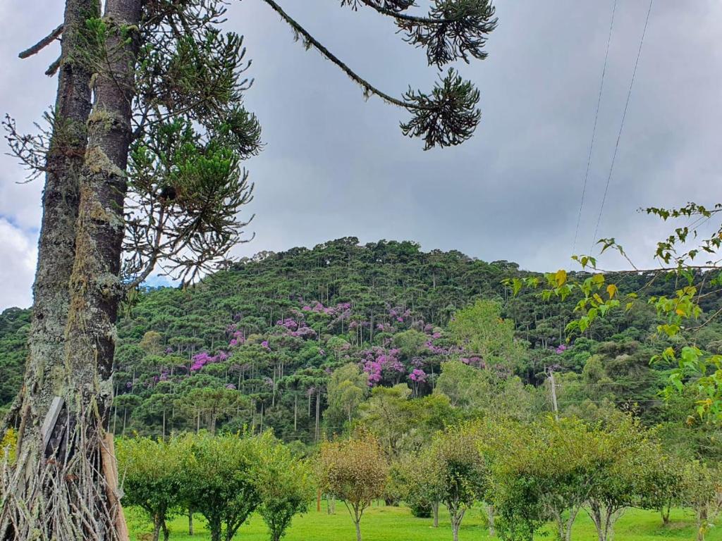  Chalé Recanto da Natureza