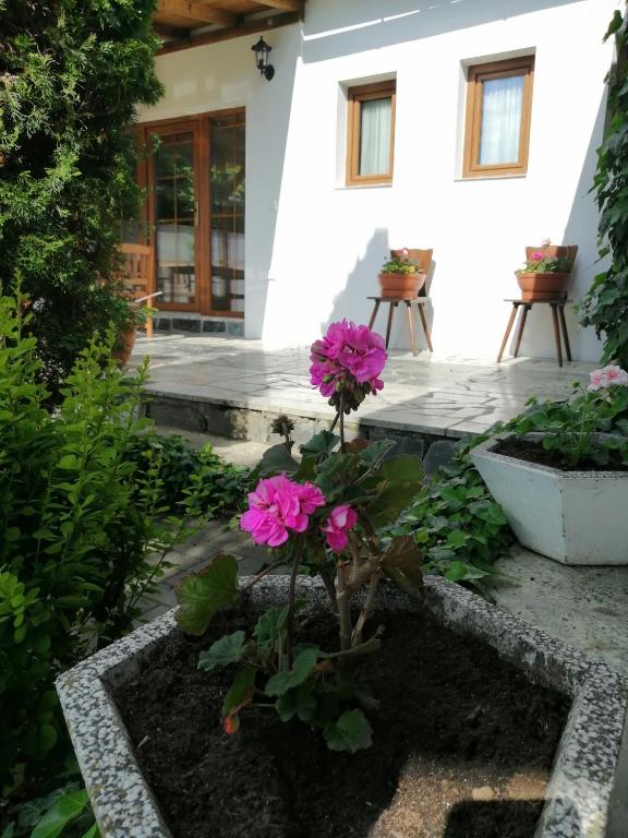 Zahrada ubytování Apartmány 62