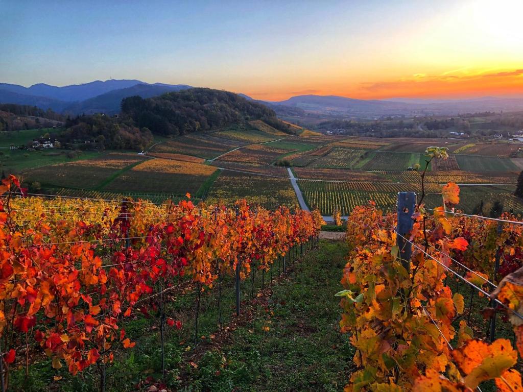 a vineyard in the fall with red and yellow leaves at Paradies 2 Castellberg-Jakobsweg in Kastelhof