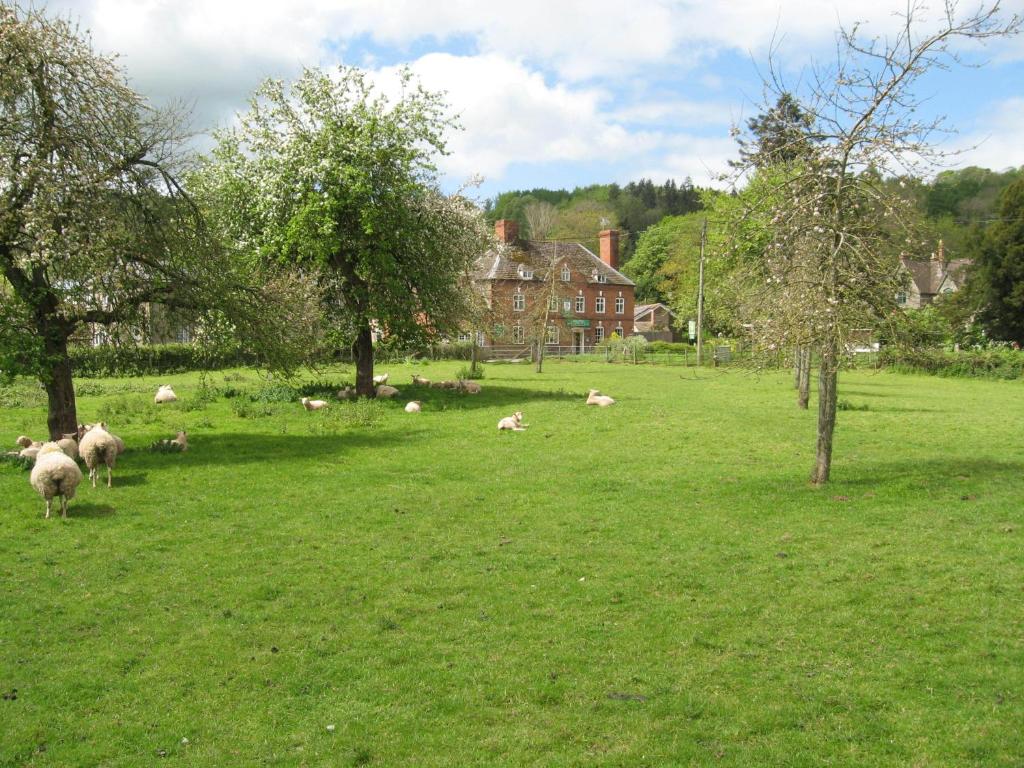 a group of sheep in a field with trees at The Red Lion Hotel in Bredwardine