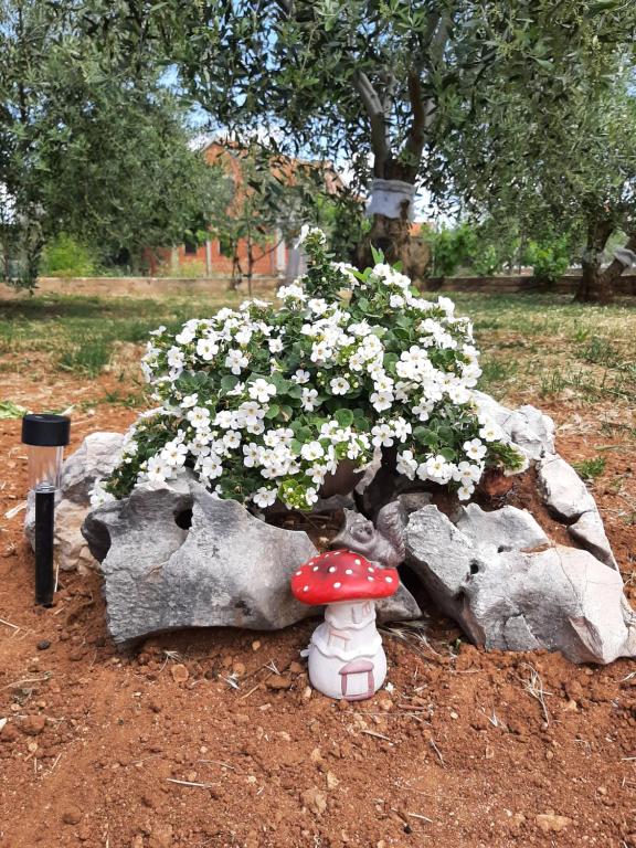 Ogród w obiekcie Nozret