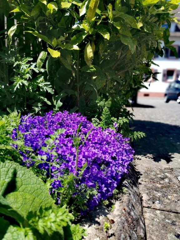 Ferienwohnung Lavanda - 14