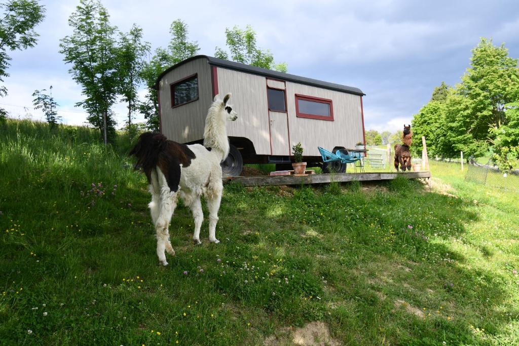a llama standing in a field next to a trailer at Leopold der Lamahütewagen in Oberndorf an der Melk