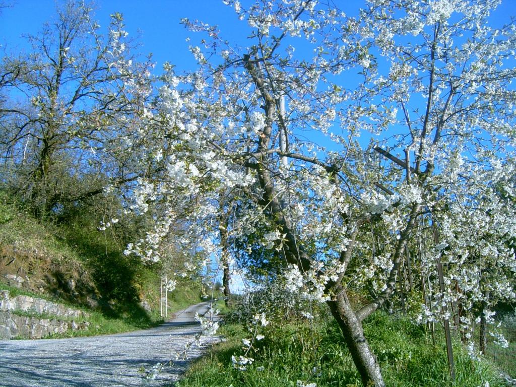 un árbol con flores blancas al lado de un camino en B&B Casa Rosella - Country house en Bellegra