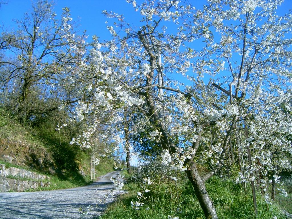 ein Baum mit weißen Blumen an der Straßenseite in der Unterkunft B&B Casa Rosella - Country house in Bellegra