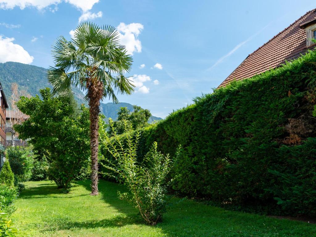 palma obok zielonego żywopłotu w obiekcie Apartment Hanna w Meranie
