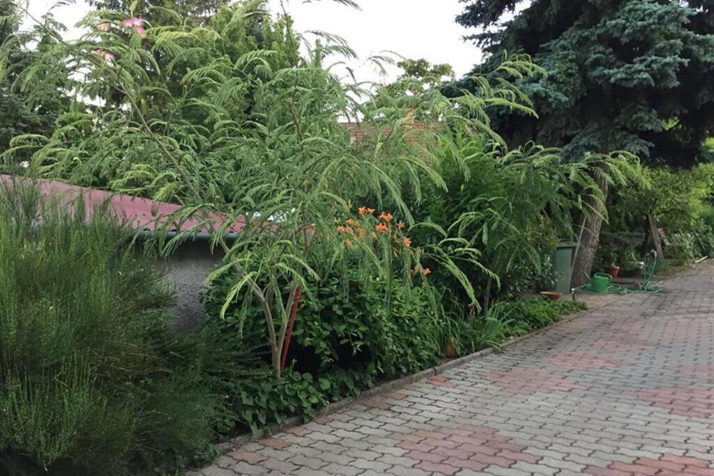 Vonkajšia záhrada v ubytovaní JAndi apartman