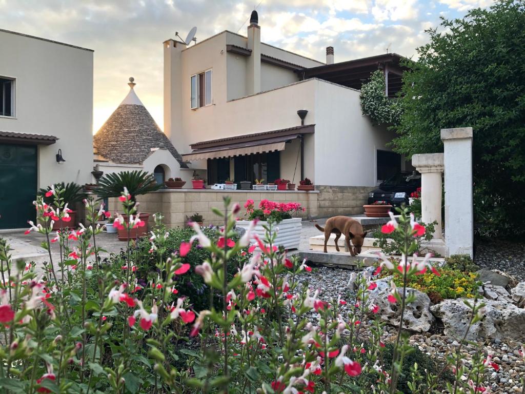 a dog standing in a garden in front of a house at Casa delle Rondini in Alberobello