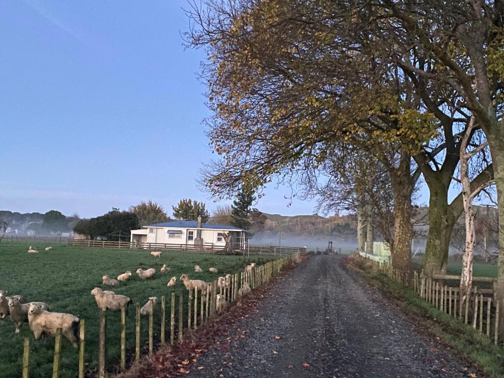 un rebaño de ovejas en un campo junto a una valla en The Cottage @ Aranui, en Wairoa