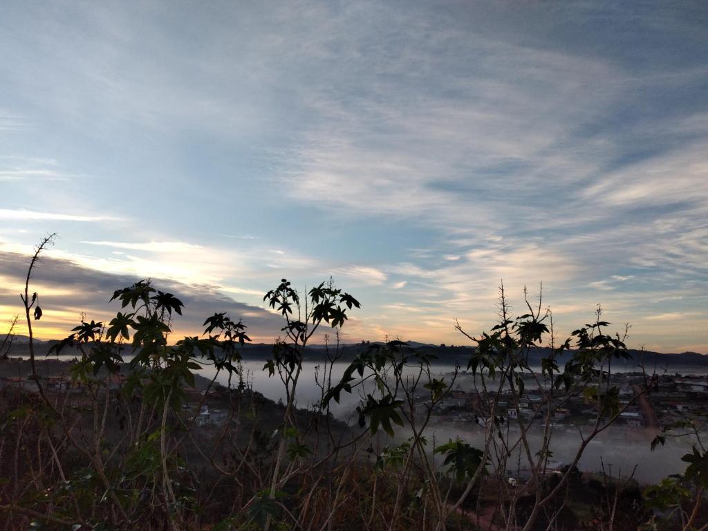  Mimosa de Jarinu