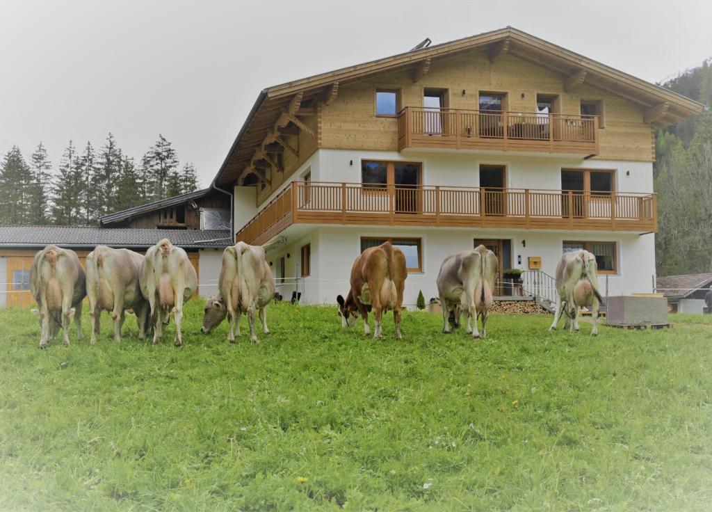 a group of cows grazing in a field in front of a house at Lechtal-Pur-Aparts in Holzgau
