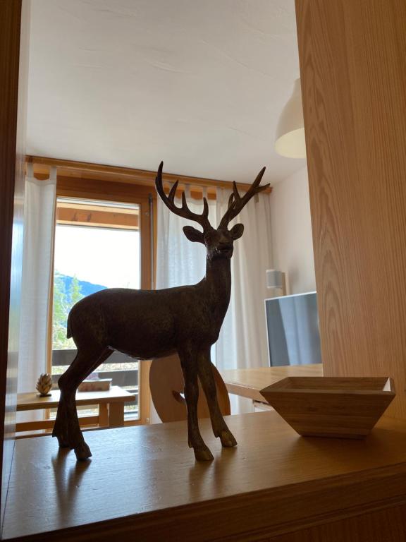 Zvířata v apartmánu nebo okolí