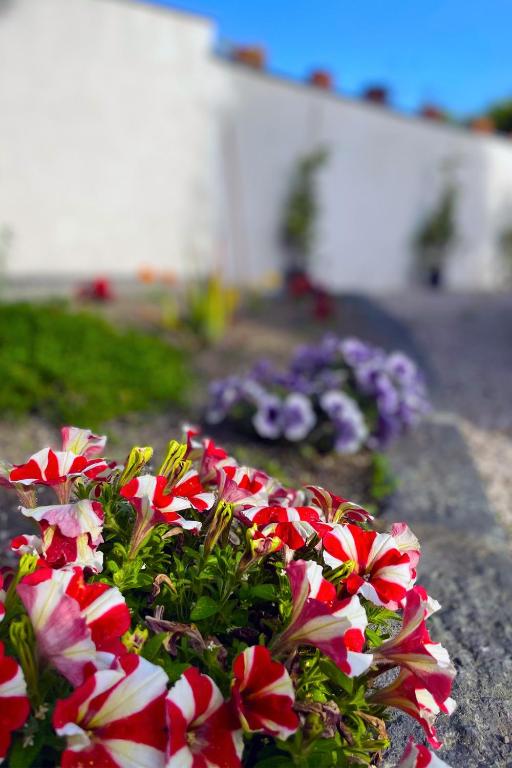 Zahrada ubytování B&B Dimora di Campagna "alle falde del Vesuvio"