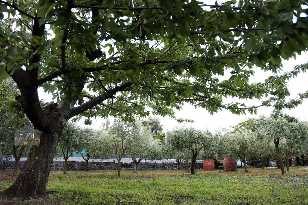 Zahrada ubytování B&B Dimora di Campagna "alle falde del Vesuvio"