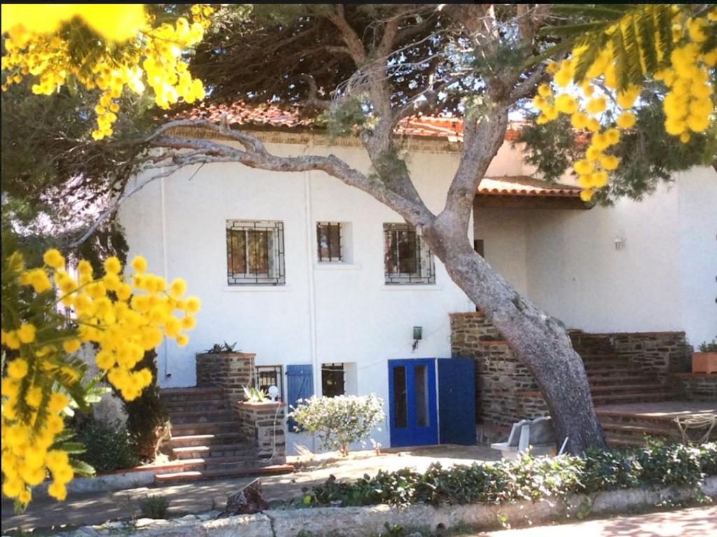 una casa bianca con un albero davanti di VILLA BLEUE - LES PINS a Port-Vendres