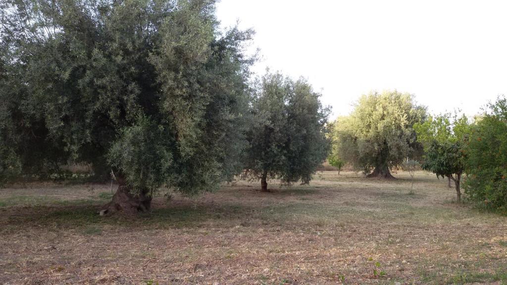 Príroda v okolí vily