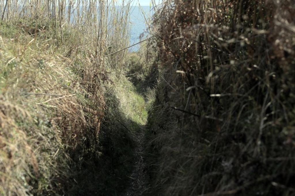 a dirt path through a field of tall grass at Apartment in Susak with air conditioning, W-LAN (3865-1) in Susak