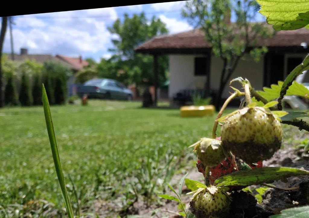 a bunch of green plants in a yard at STARA KOVAČNICA in Golubac