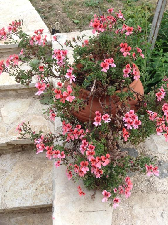A garden outside Chaihoutes stone villa into Olive farm in Zia
