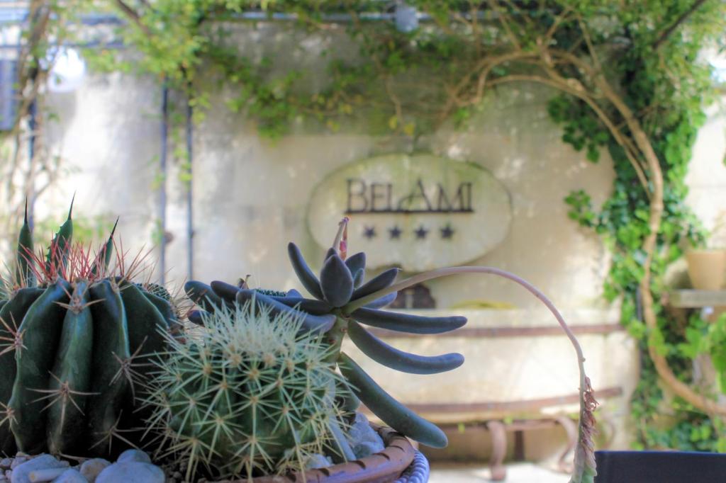 Zahrada ubytování Hotel Belami