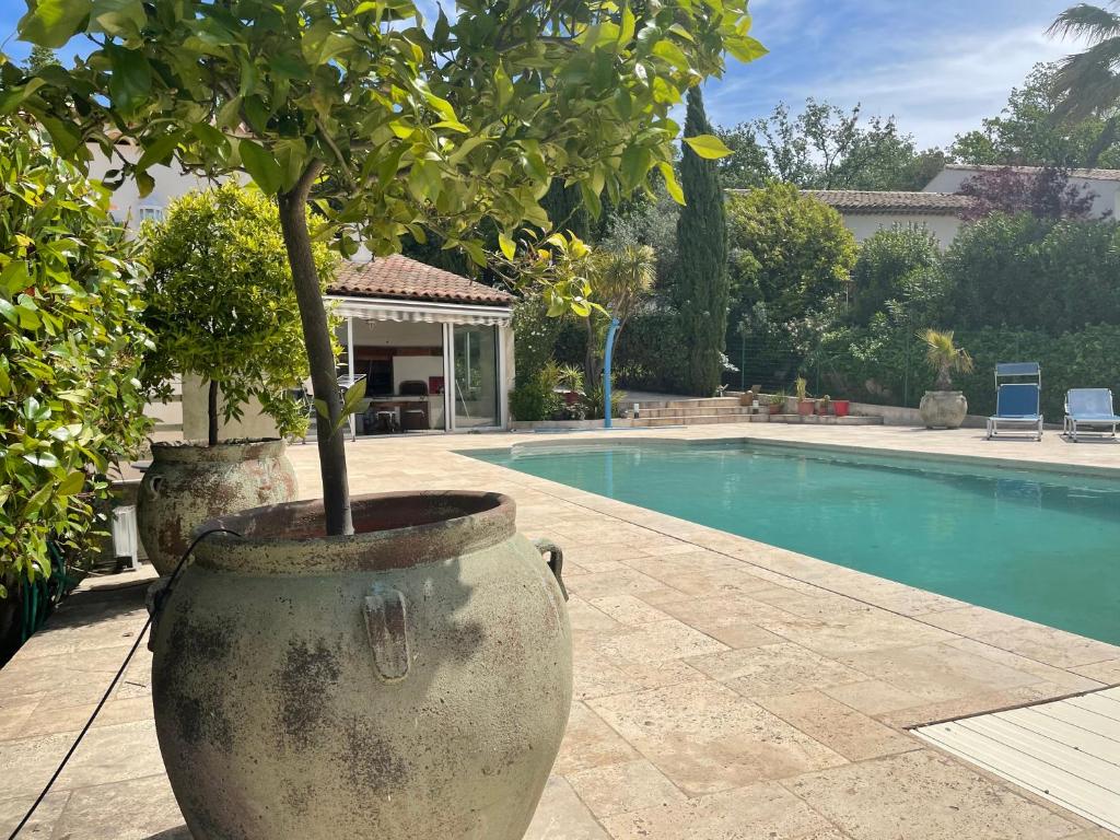 ein Baum in einem großen Topf neben einem Pool in der Unterkunft Villa 180 m2 piscine in Draguignan