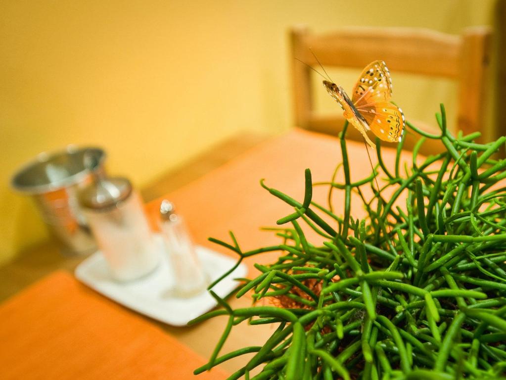 Delanta ubytování & wellness - 2