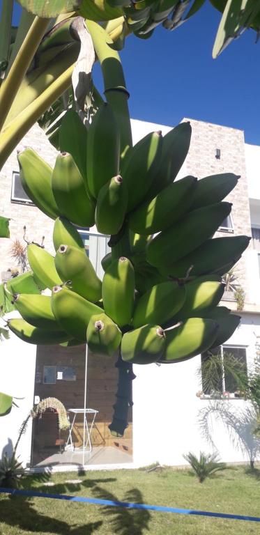  Pousada Beach Eco House Floripa