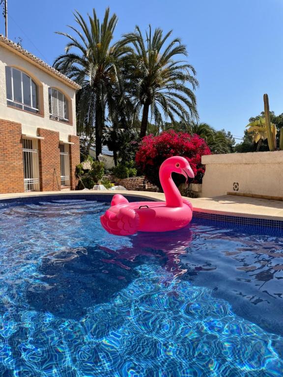um cisne cor-de-rosa flutua numa piscina em Marina em Benissa