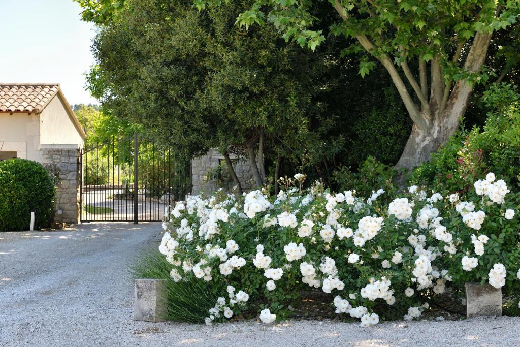 a bunch of white flowers in a garden at Les Mazets de Marie de Jules in Eyragues